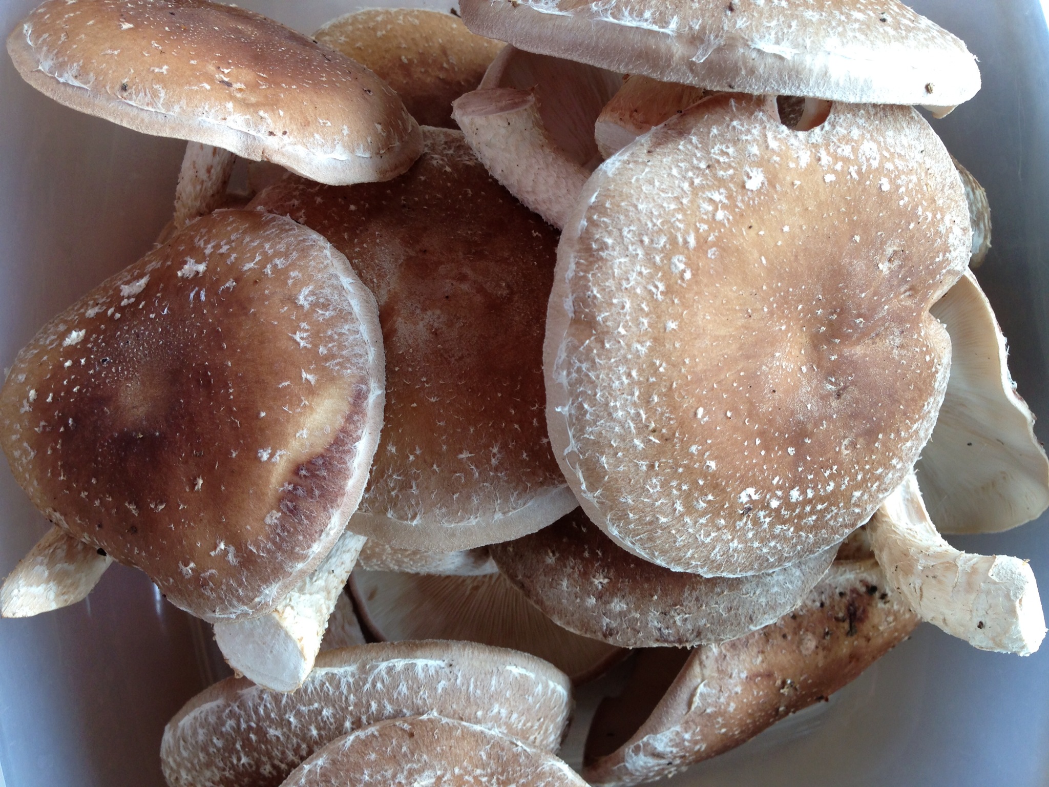 Fresh Organic Shiitake Mushrooms