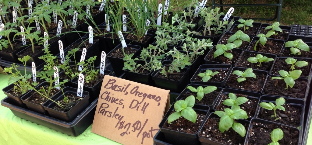 plants at the market