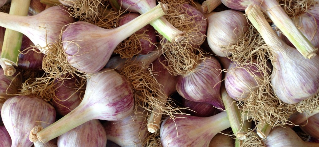 raw heirloom garlic