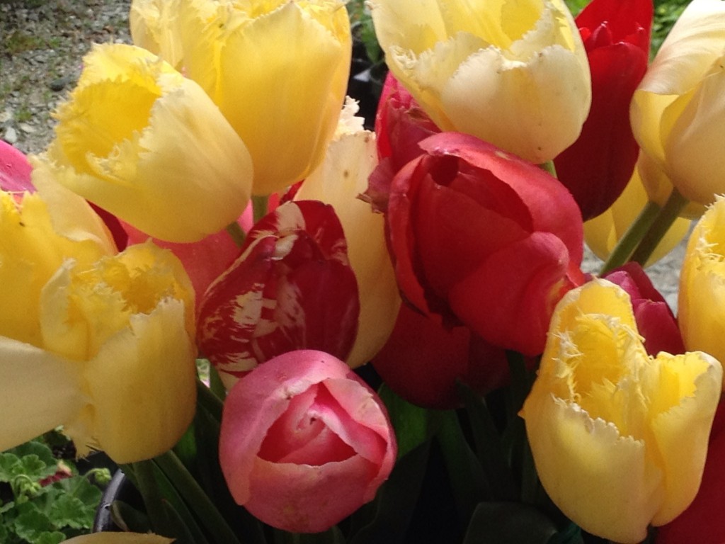 tulips from the farmers market