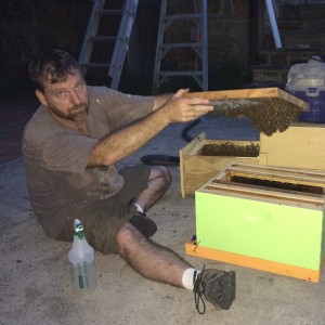 Moving the hive to new box