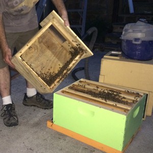 Moving the last of the hive