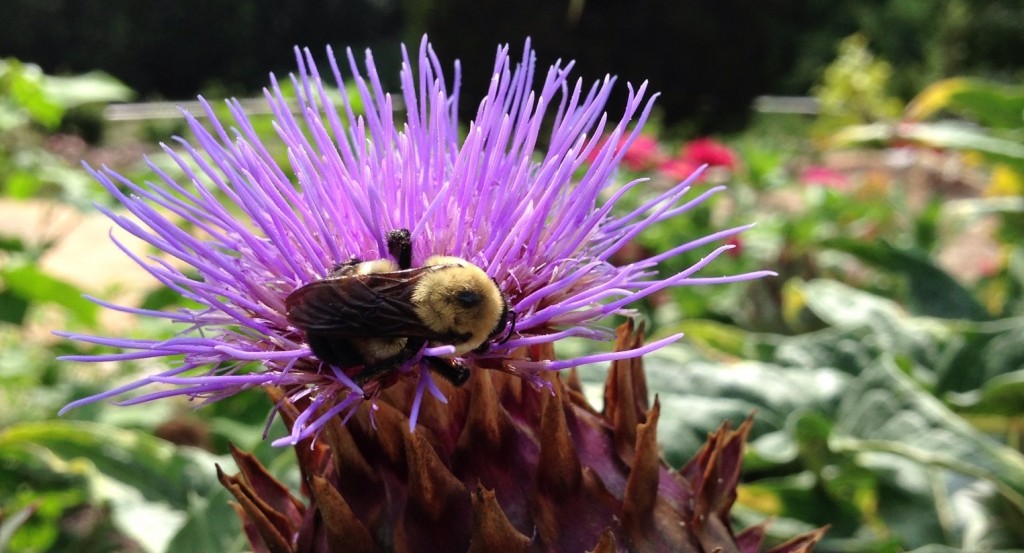 Bumble Bee at Duke University Brody Discovery Garden