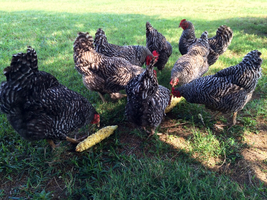 chickens eating corn summer 2014 Cohen Farm NC