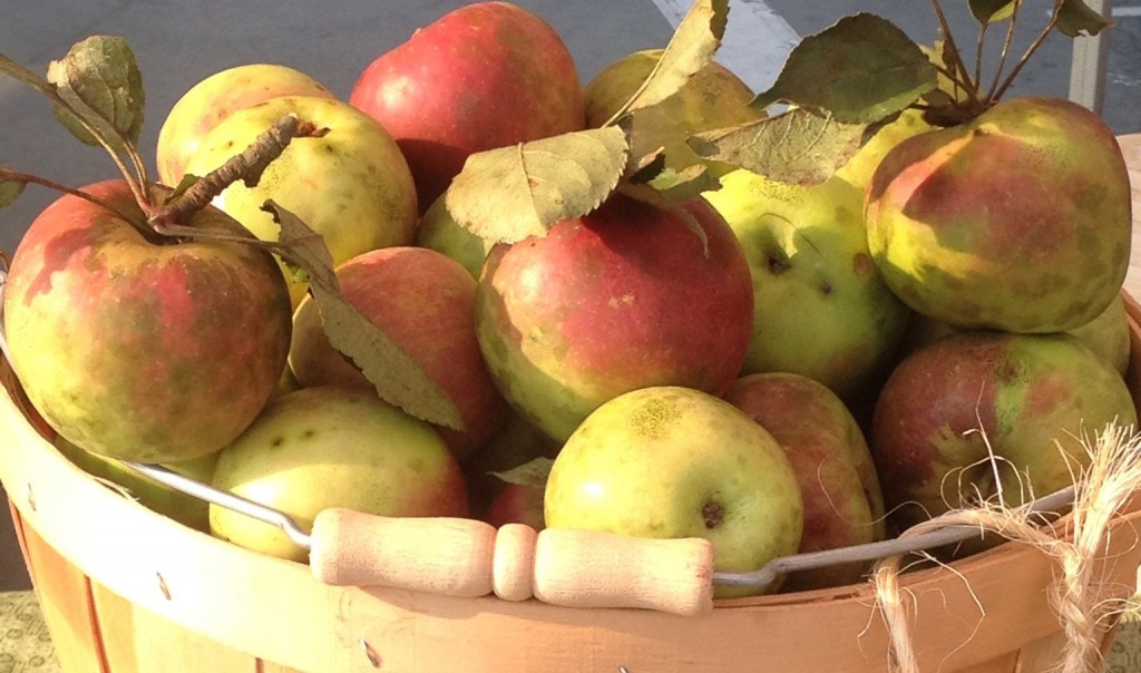 Apples from Coon Rock Farm