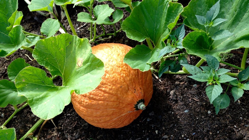 Seminole Pumpkin