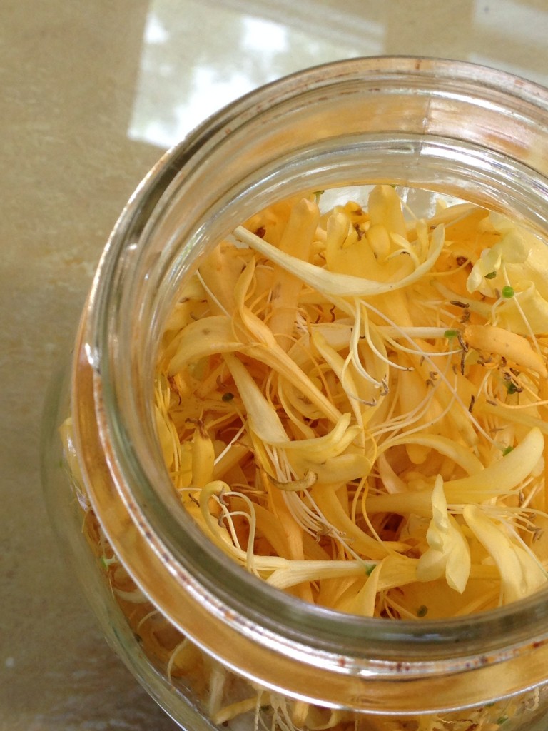 Trumpet Honeysuckle Blossoms in a jar. Add hot water and honey. Let sit overnight closed up in the fridge. Remove the flowers in the morning and store for 3 days in the fridge or freeze. photo copyright Susan Walter Sink.