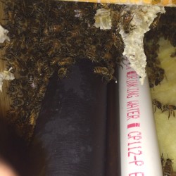 Catch the Buzz, Capturing & Moving a Honeybee Hive